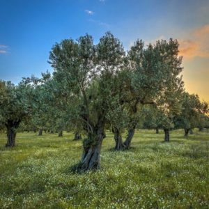 olive tree